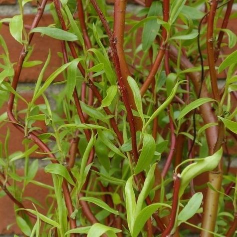 Wierzba erythroflexuosa (C2)