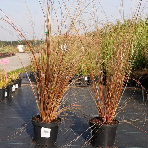 Turzyca Buchanana Red rooster Czerwony Kur (C2)