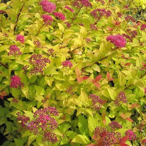 Tawuła japońska Golden Jack (C2)