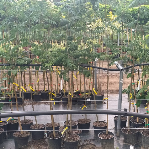 Jarząb jadalny Krasnaja