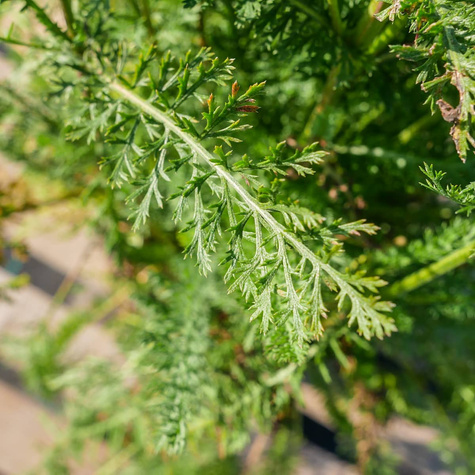 Krwawnik ogrodowy Colorado (C2)