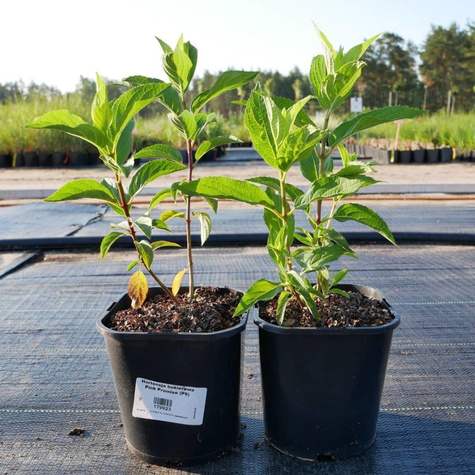 Hortensja bukietowa Royal Flower (C2)