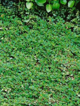 Irga Dammera 'Frieder's Evergreen'