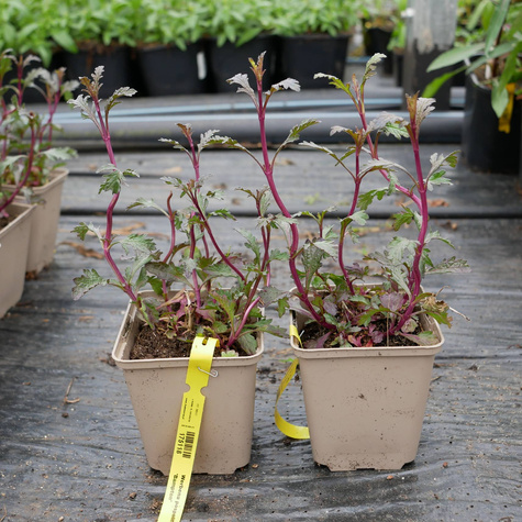 Werbena pospolita Bampton (C2)