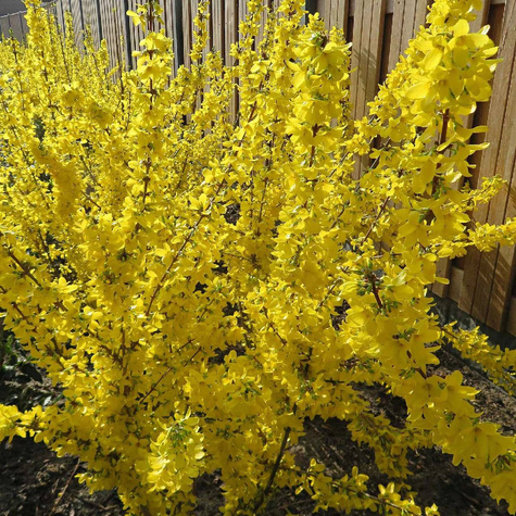 Forsycja pośrednia Mikador (C2)