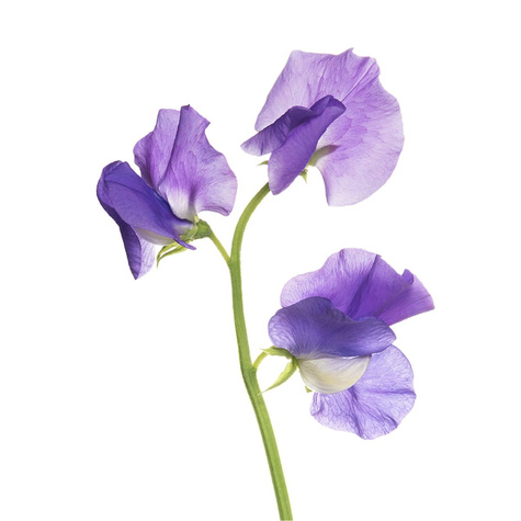 Groszek pachnący lilowo-modry 3g