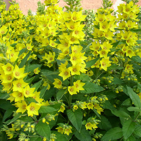 Tojeść kropkowana (C2)