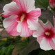 Hibiskus bylinowy Nippon Blush (C2)