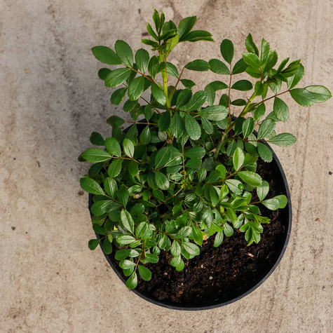 Róża okrywowa różowa