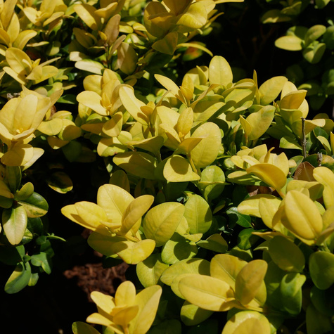 Bukszpan wieczniezielony Rotundifolia Aurea (C2)