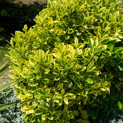 Trzmielina japońska Marieke (C2)