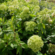 Hortensja bukietowa Limelight (C2)