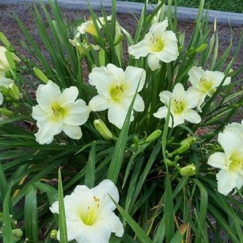 Liliowiec ogrodowy Arctic Snow (C2)