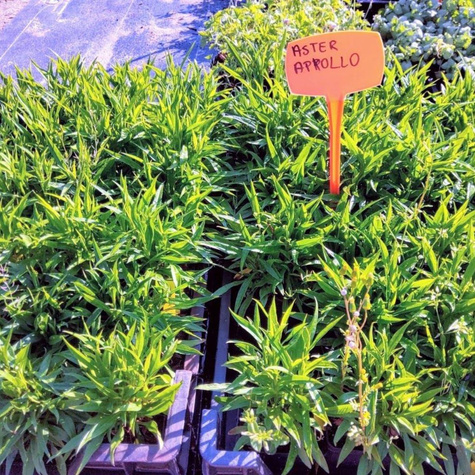 Aster krzaczasty Apollo biały karłowy (C2)