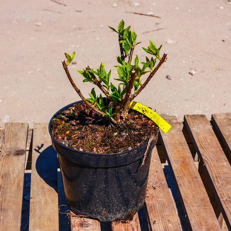 Hortensja bukietowa Mojito (C2)