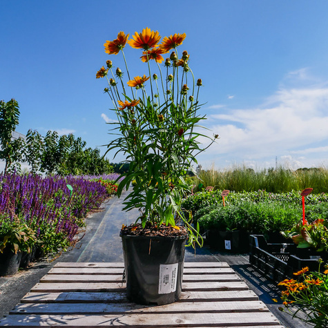 Nachyłek wielkokwiatowy UpTick Gold and Bronze (C2)