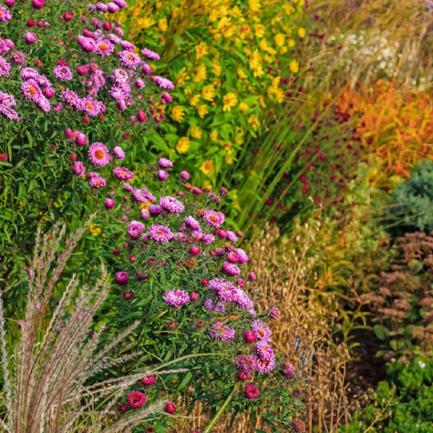 Jeżówka purpurowa Sombrero Double Lime (C2)