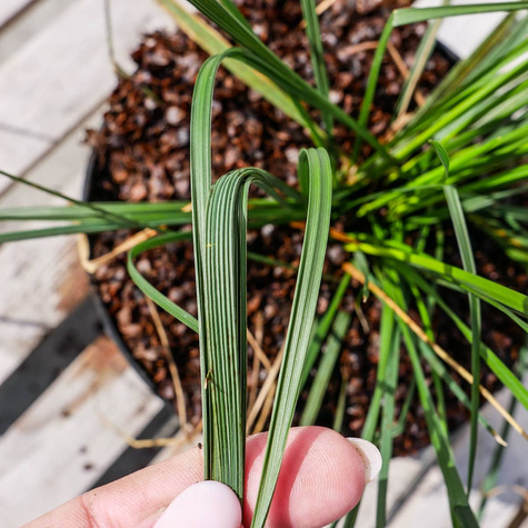 Śmiałek darniowy (C2)