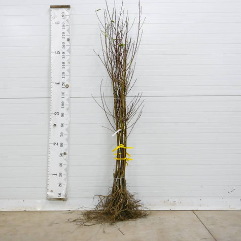 Nektaryna Durbin Plant Pack