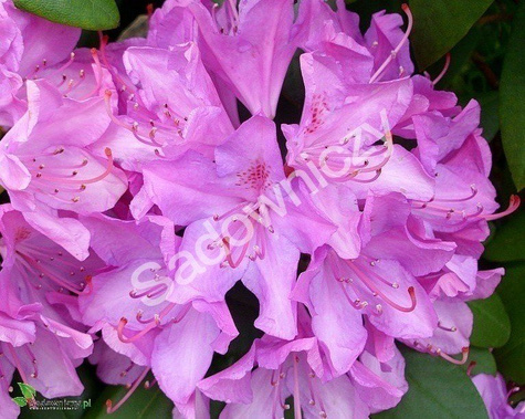 Rododendron fioletowy (C2)