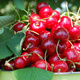 Wiśnia Wołyńska Plant Pack
