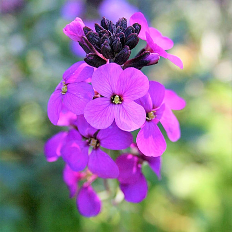 Pszonak Bowles Mauve (C2)