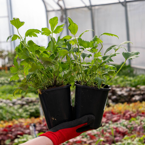 Zawilec japoński Konigin Charlotte (C2)