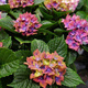 Hortensja ogrodowa  'Schloss Wackerbarth'