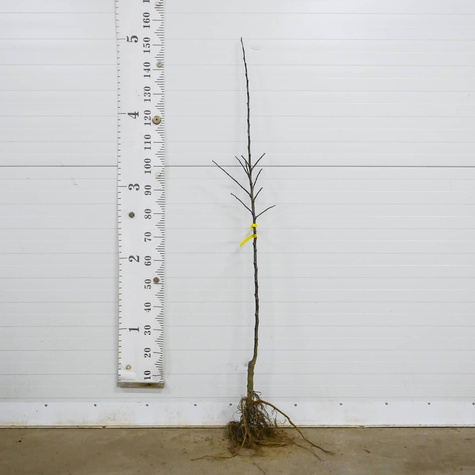 Jabłoń Tradycyjna Czerwona Plant Pack