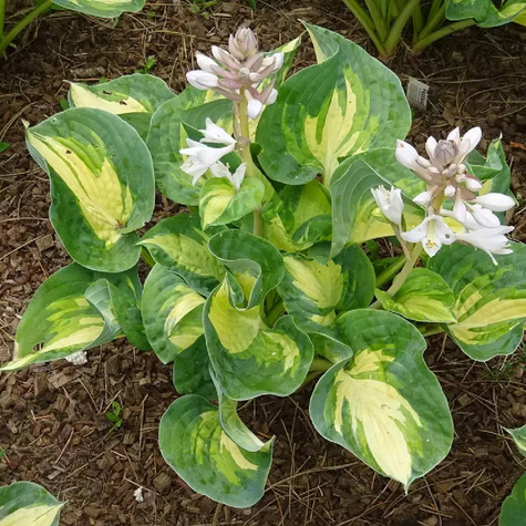 Funkia Hosta Great Expetations (C2)