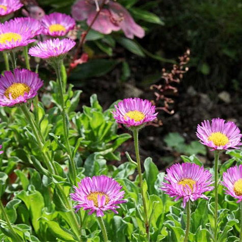 Aster Alpejski Happy End (C2)