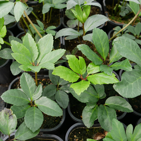 Ciemiernik biały (C2)