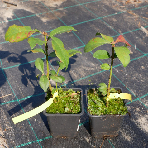 Trzmielina oskrzydlona (P9)