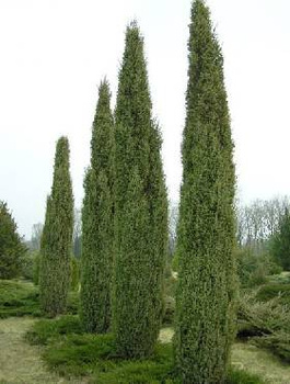 Jałowiec pospolity Sentinel (C2)