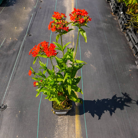 Firletka chalcedońska Red (C2)