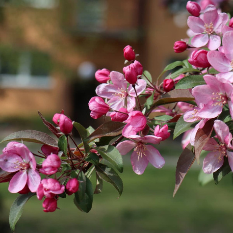 Jabłoń ozdobna rajska Ola obw. 6-8cm