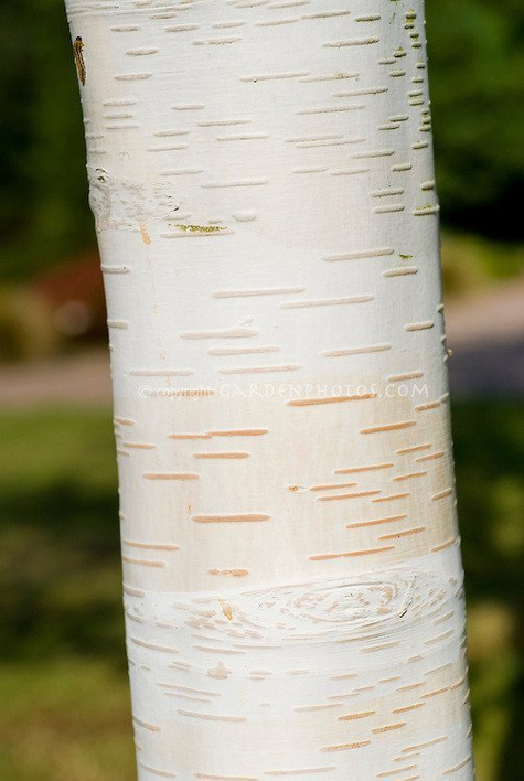 Brzoza Pożyteczna Brzoza Himalajska Long Trunk Szczepiona (Pa 160, obw.8-14cm h 180/250)