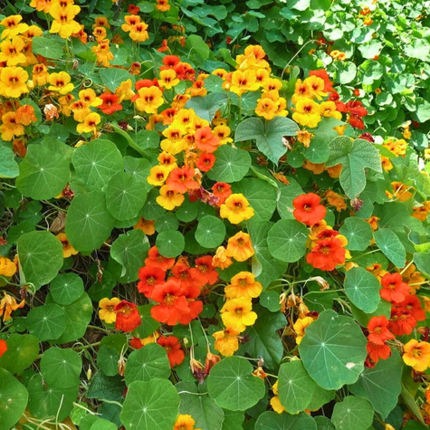 Nasturcja pnąca mix 5g Plantico