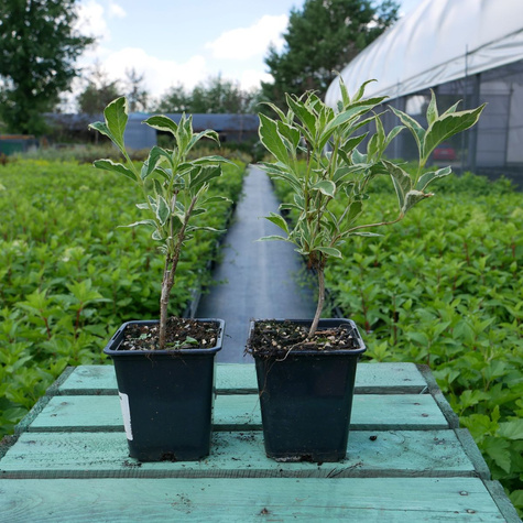 Krzewuszka cudowna Variegata (P9)