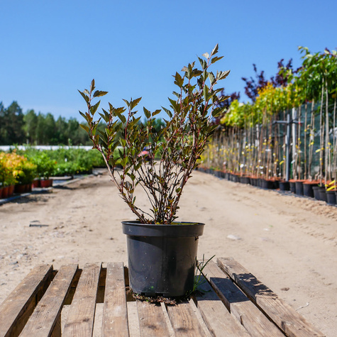 Pęcherznica kalinolistna Little Joker (C2)