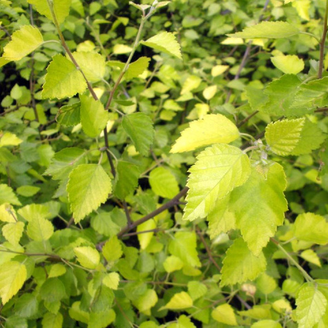 Brzoza brodawkowata Aurea Szczepiona Na Pniu (C2)