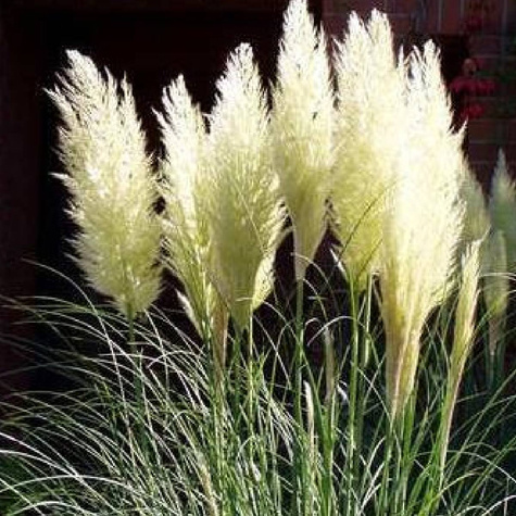 Trawa Pampasowa Esperanta