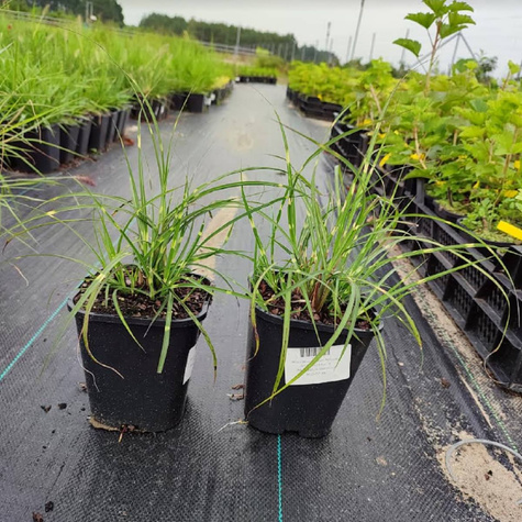 Miskant chiński Gold Bar (C2)