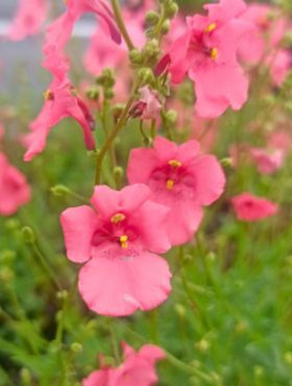 Diascia Ruby Field