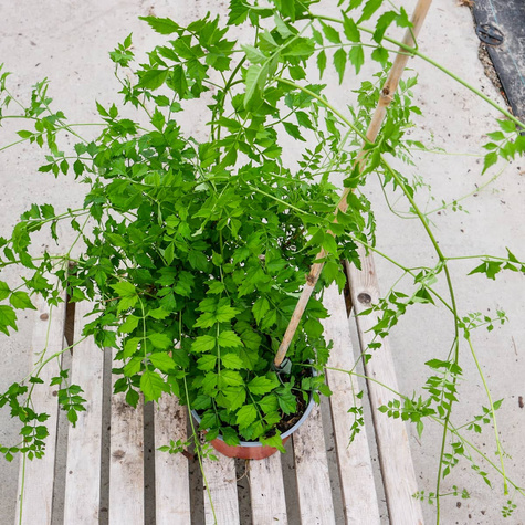 Milin amerykański Flava (C2)