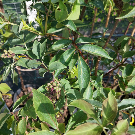 Bez koralowy Sambucus racemosa (C2)