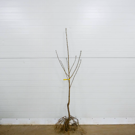 Czereśnia samopylna Słodkie Serce Sweetheart Plant Pack