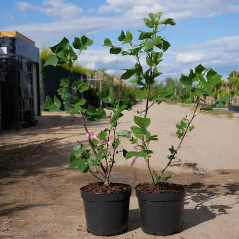 Tulipanowiec amerykański (C5)