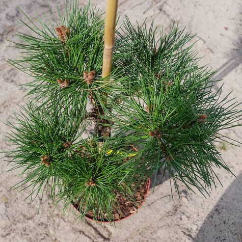 Sosna czarna Brepo szczepiona