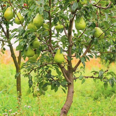 Grusza Paryżanka Plant Pack
